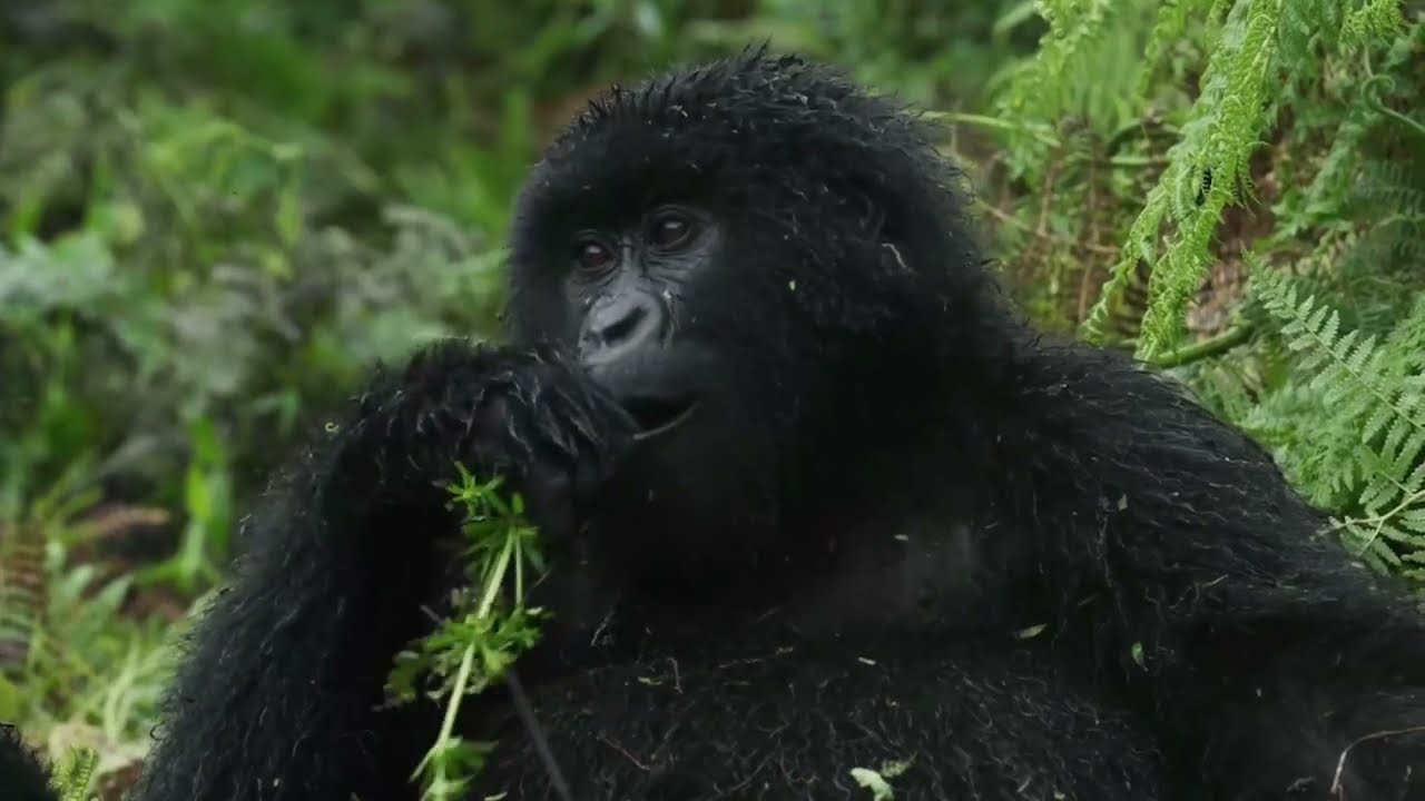 The Untamed Beauty Of Mgahinga Gorilla National Park: Home Of The SilverBacks.