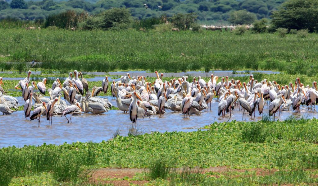 uccelli migratori birdwatching