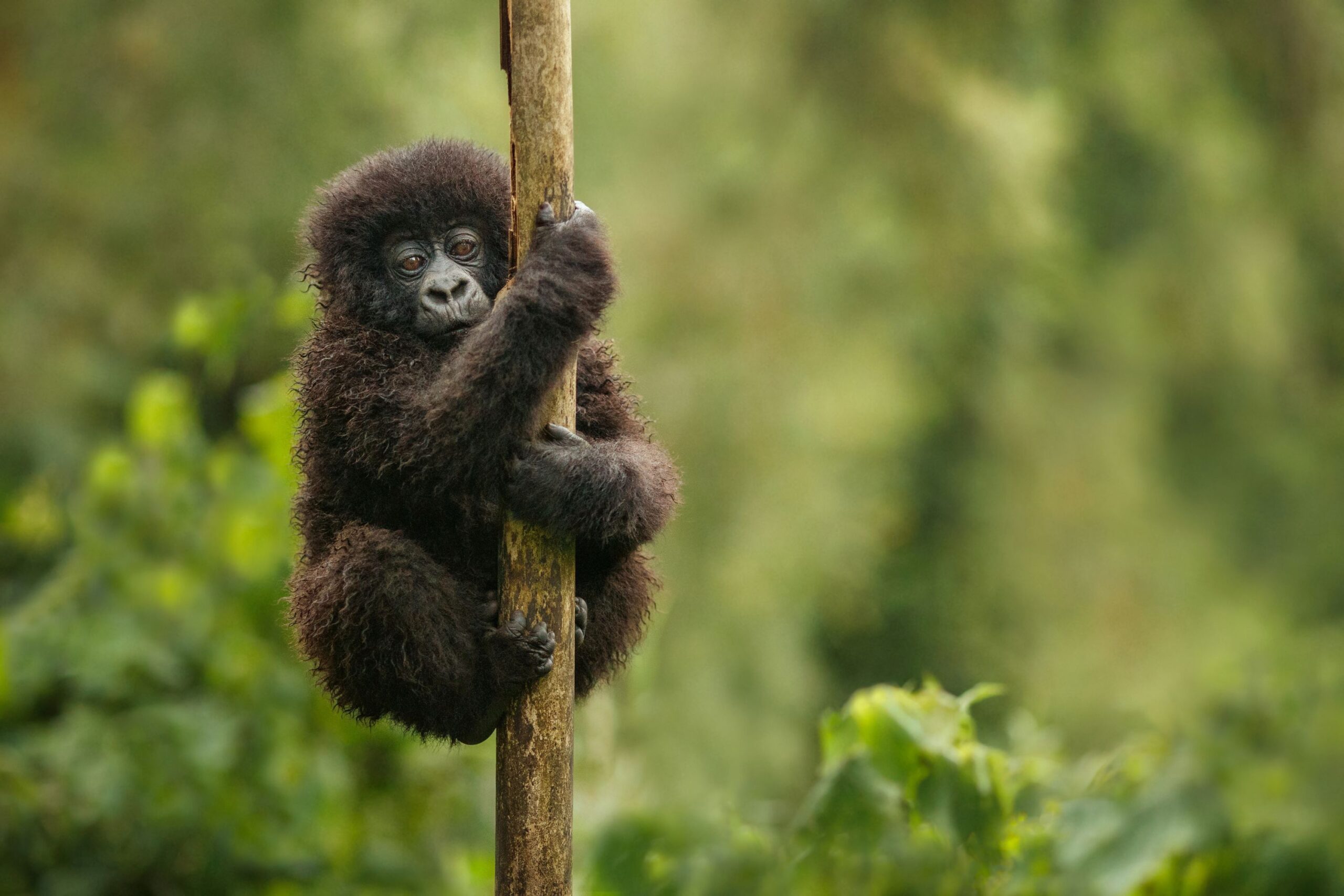 Cucciolo di gorilla su un albero a Bwindi