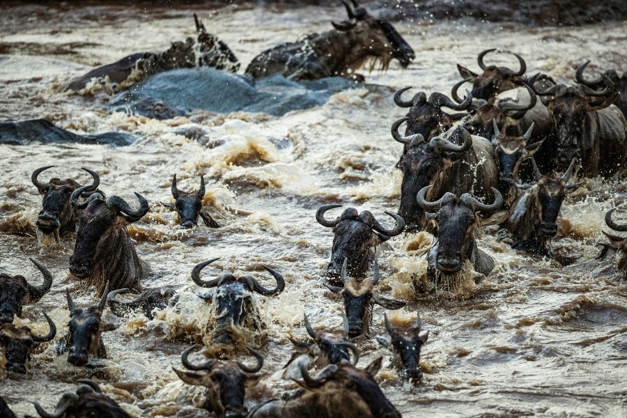 grande migrazione gnu attraversamento fiume mara