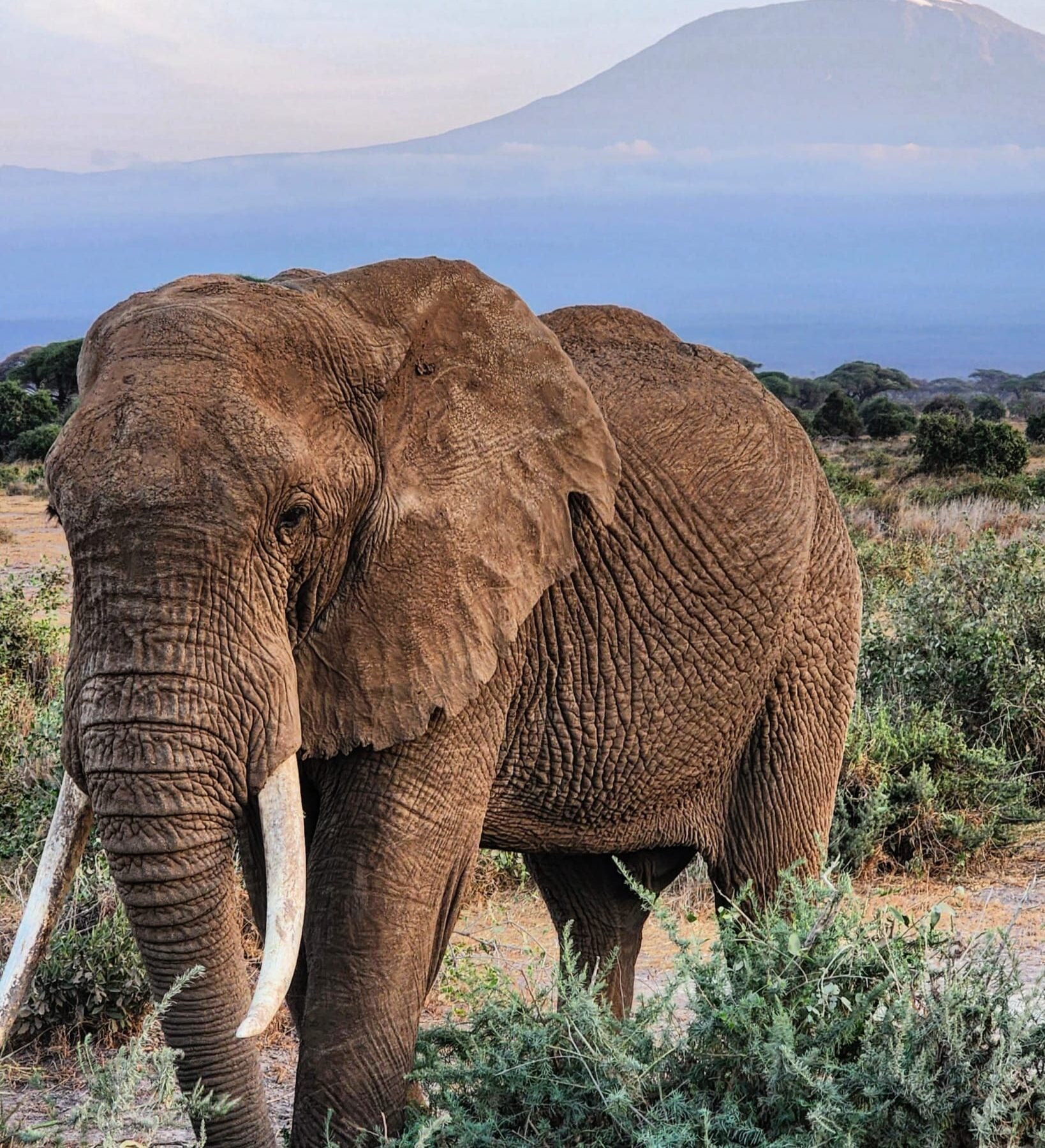 elefante in Kenya