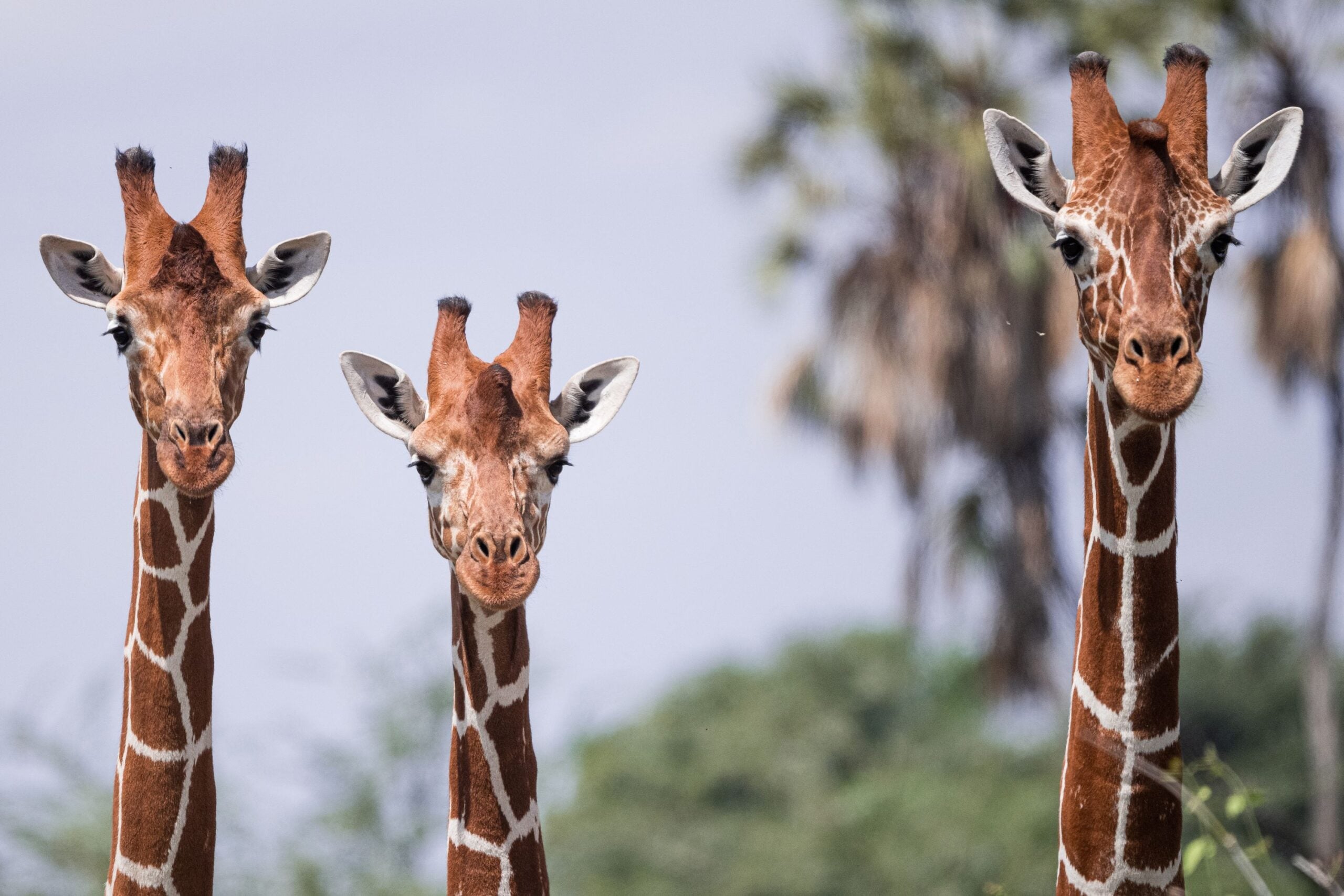Giraffe Samburu National Reserve