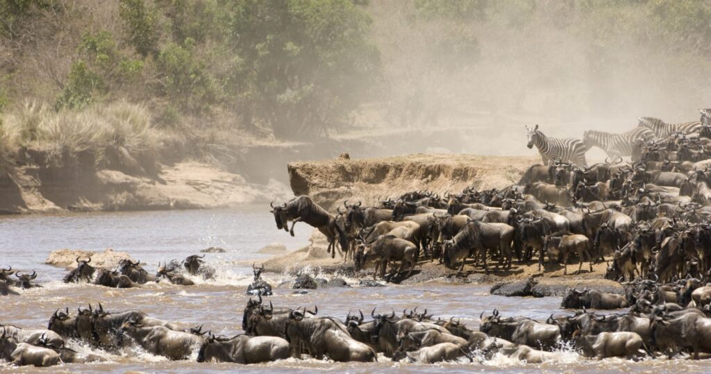 the great migration, river crossing of wildlife