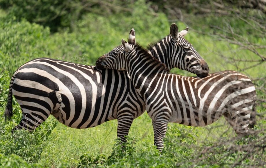 Zebra's Kenya