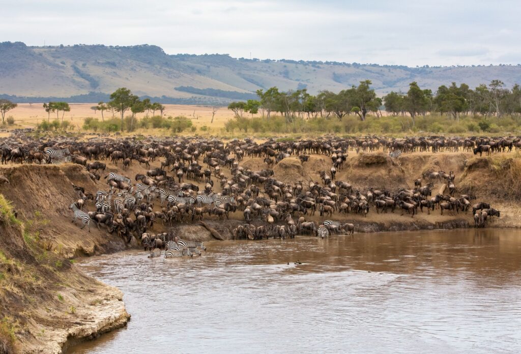 grande migrazione masai mara