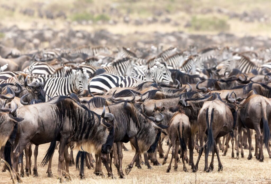Grande migrazione gnu masai mara gnu zebre