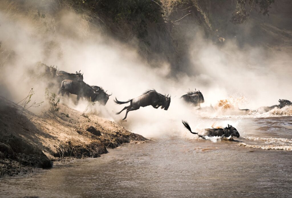 Grande migrazione gnu masai mara fiume