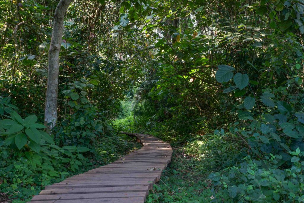sentiero in legno nella foresta per il Bigodi Wetland Sanctuary