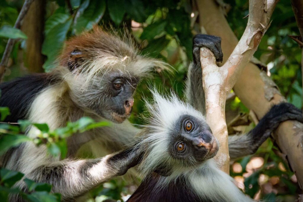scimmie colobus su un ramo