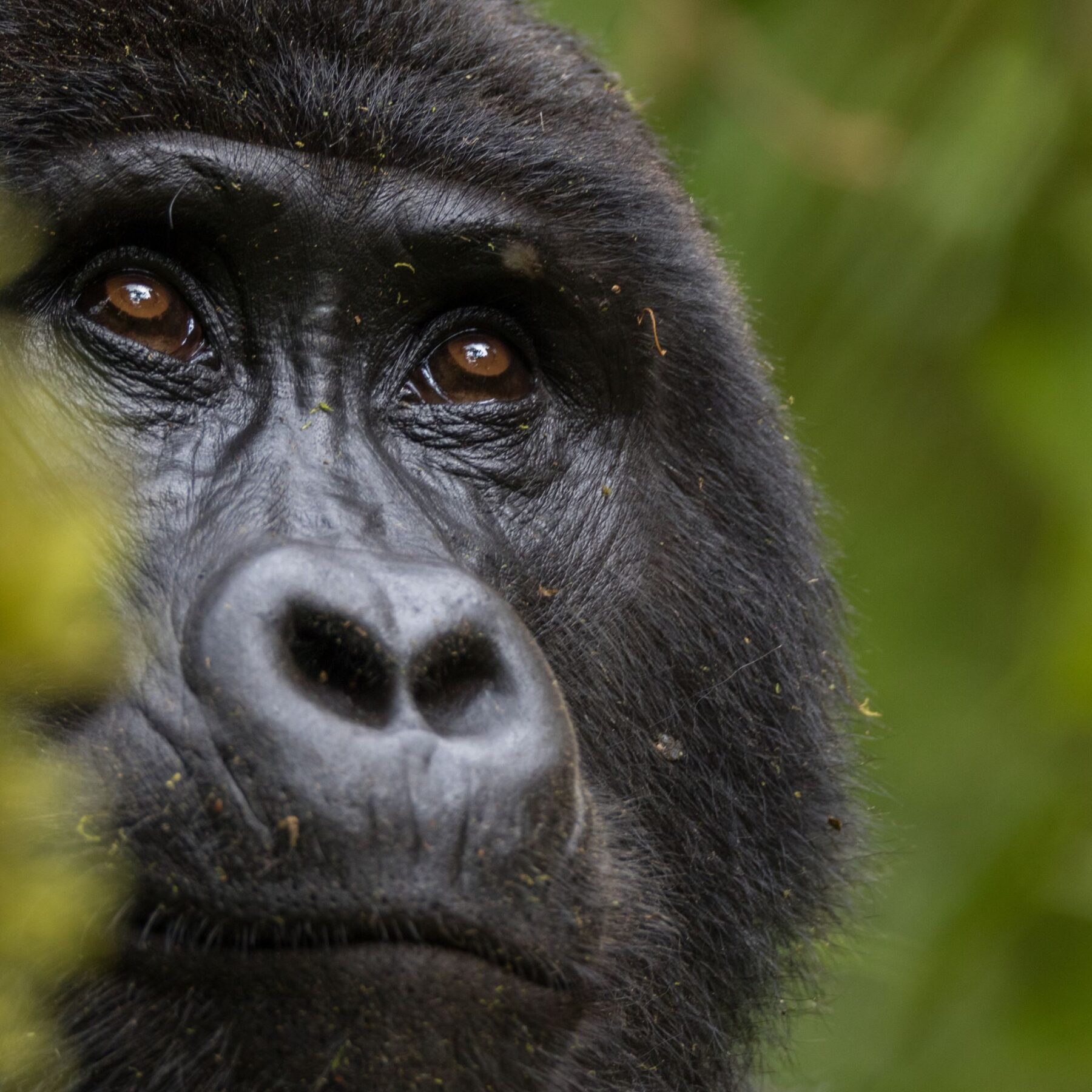 gorilla di montagna Uganda
