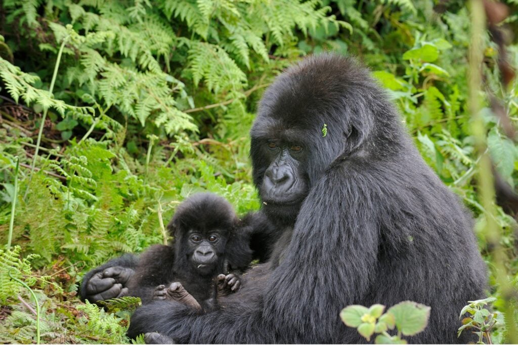 Gorilla-mum-and-baby-2-1024x683