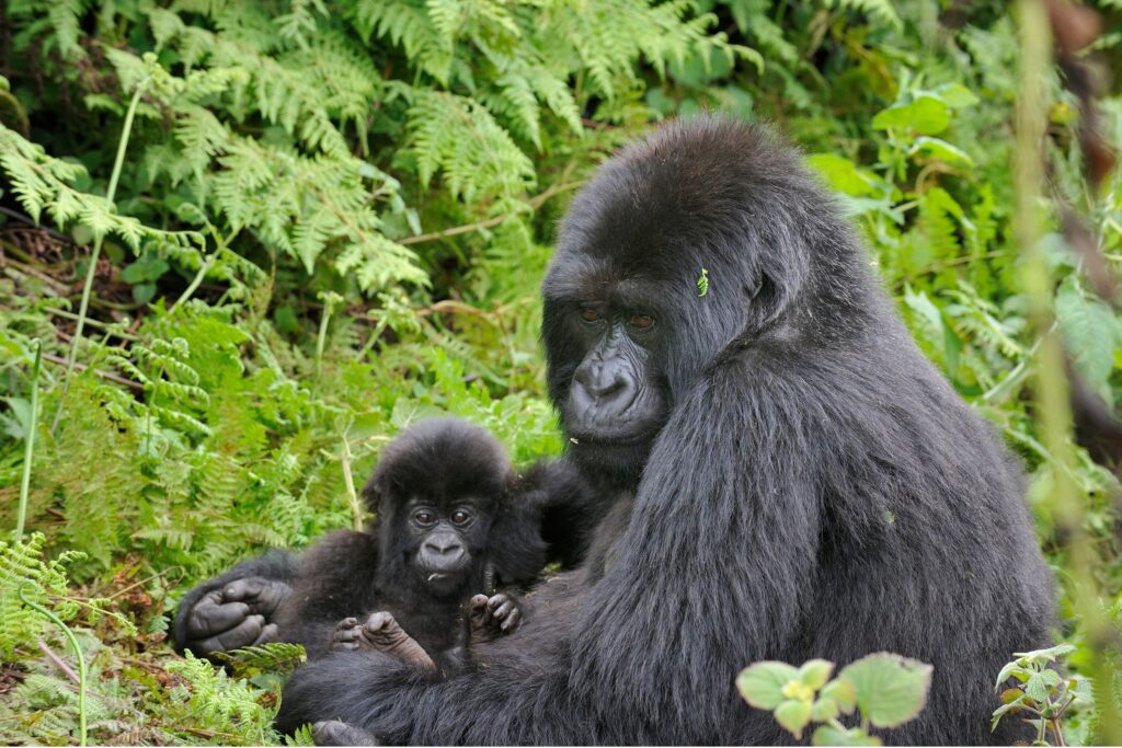 gorilla mamma con cucciolo