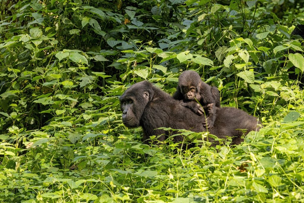 gorilla mamma con cucciolo sulla schiena