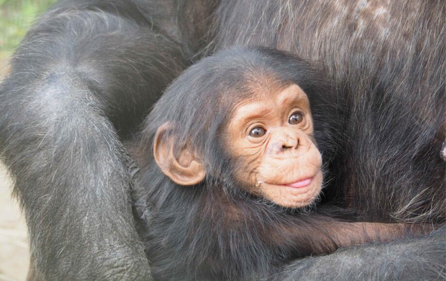 cucciolo di scimpanzé in braccio alla madre