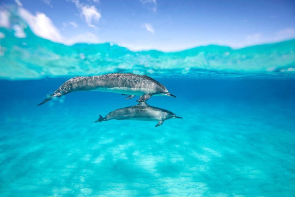 delfini oceano blu