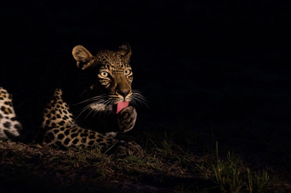 leopardo al lago mburo durante un safari notturno