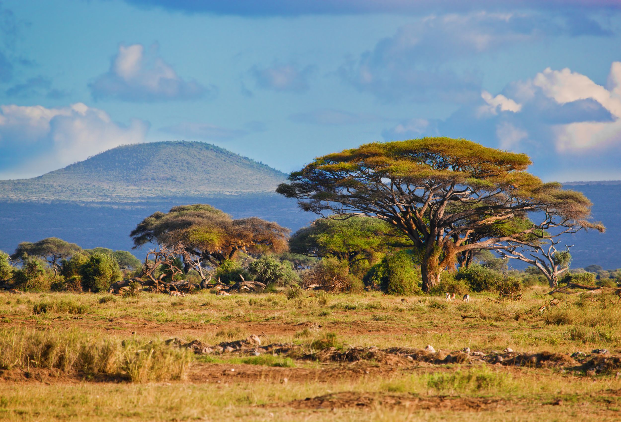 savana Amboseli