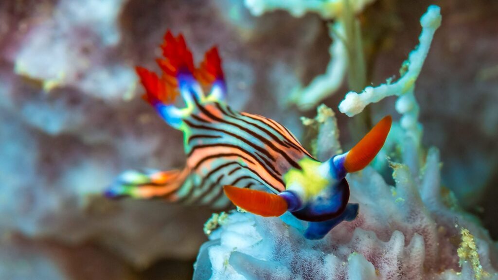 nudibranchi-diani