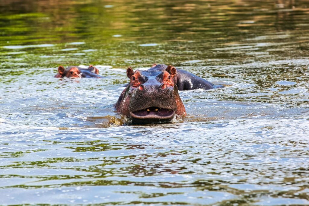 ippopotamo uganda