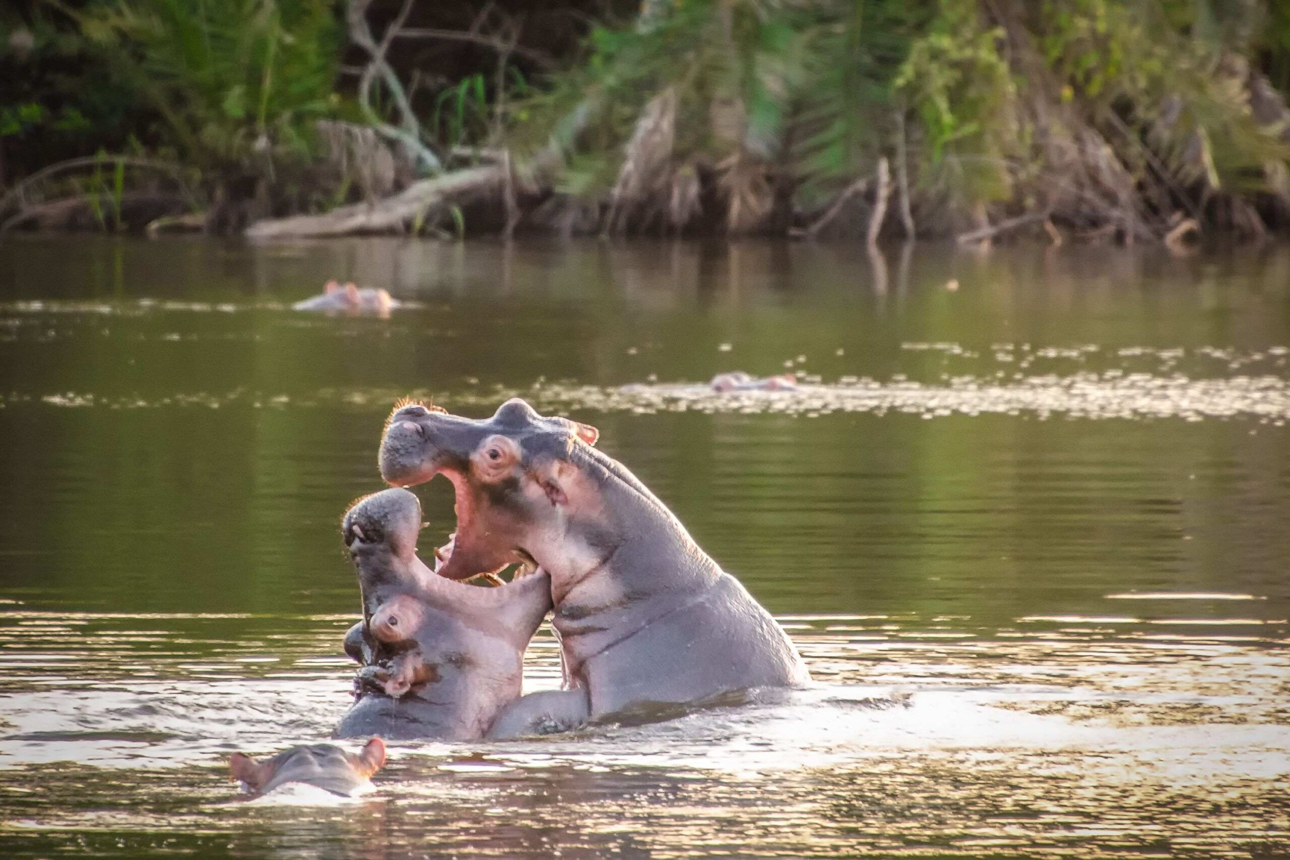 Safari a piedi nel Parco Nazionale del Lago Mburo