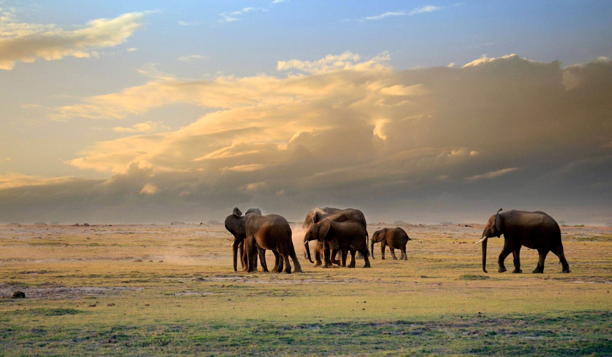 Parco Nazionale dell'Amboseli