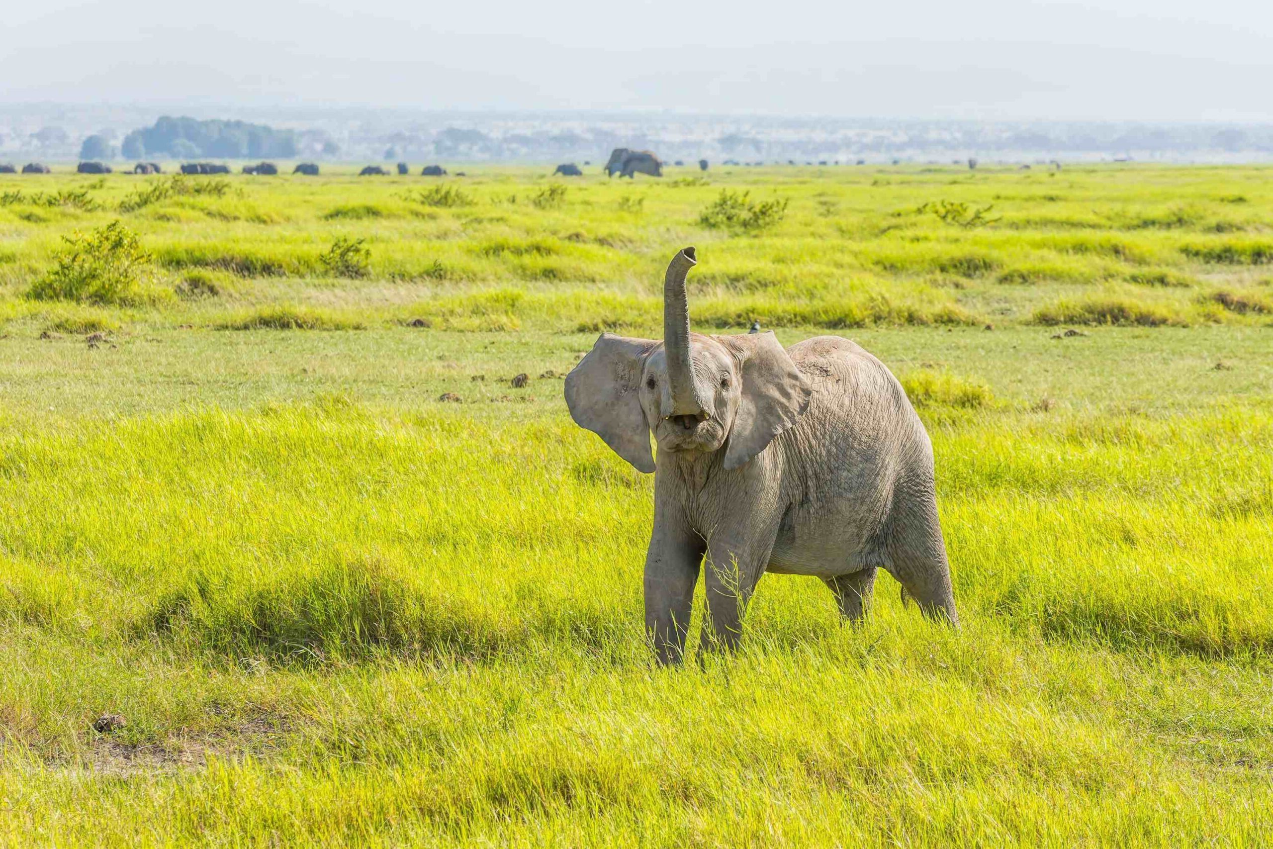 Viaggio di ritorno in auto verso Entebbe