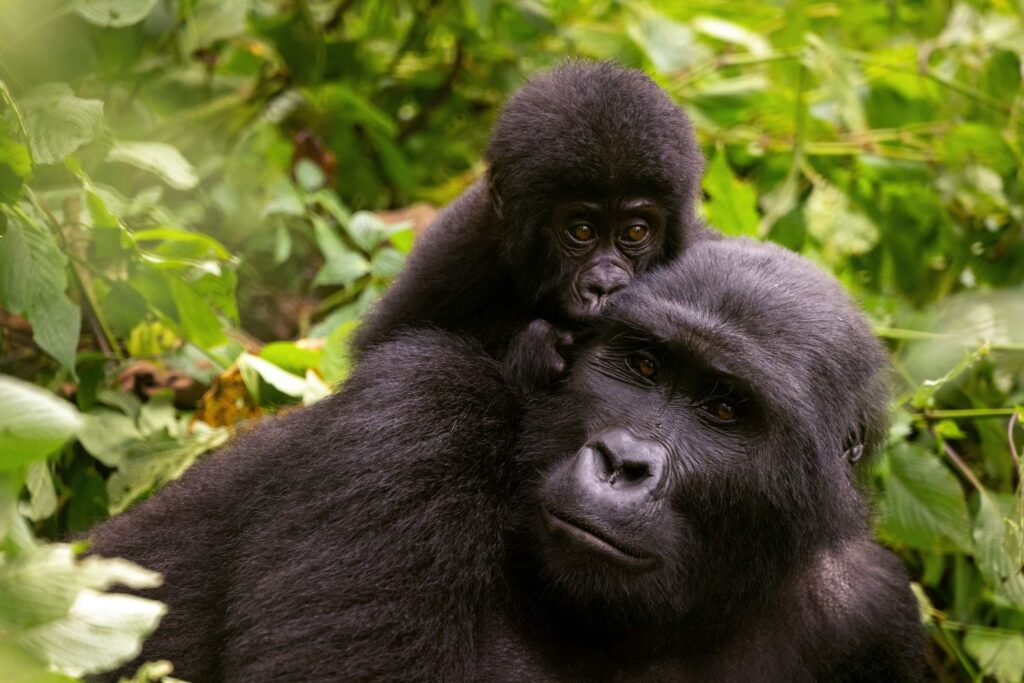 gorilla