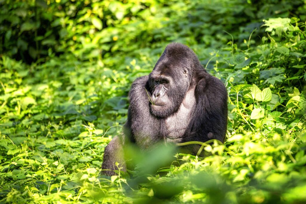trekking con i gorilla
