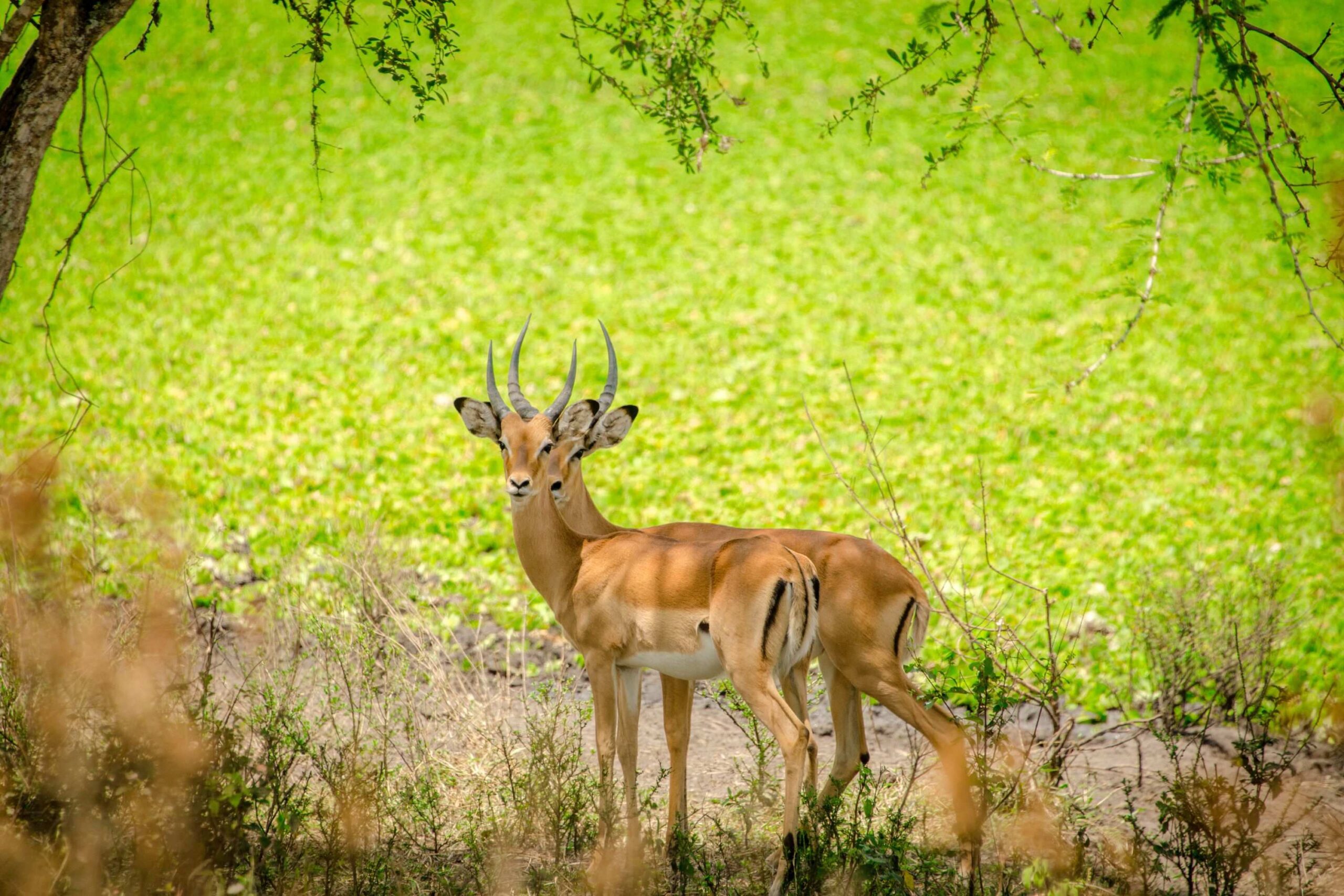 Safari in mountainbike nei dintorni del Parco Nazionale del Lago Mburo