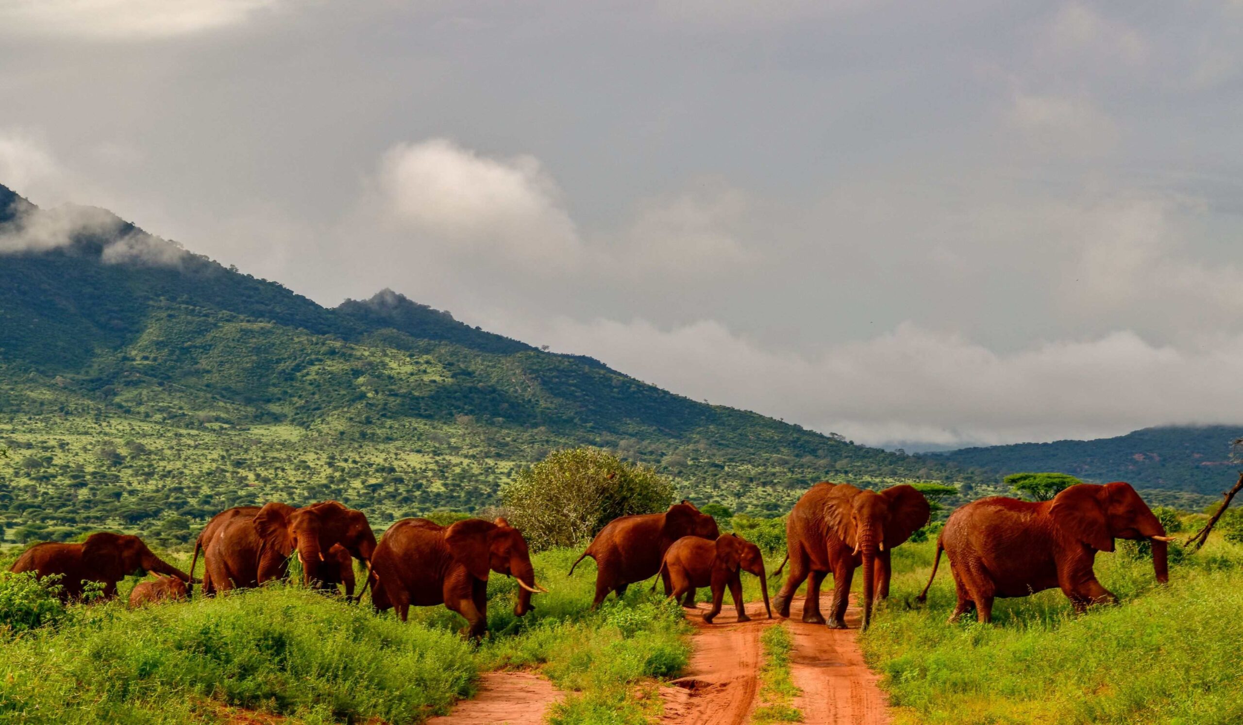 Parco Nazionale dello Tsavo Ovest