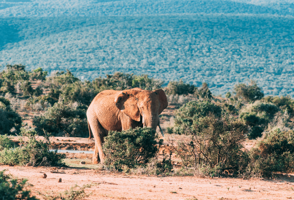 capo orientale sudafrica elefante