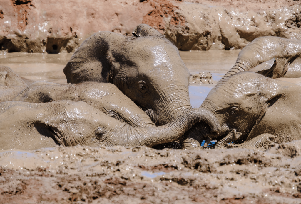 capo orientale sudafrica elefanti