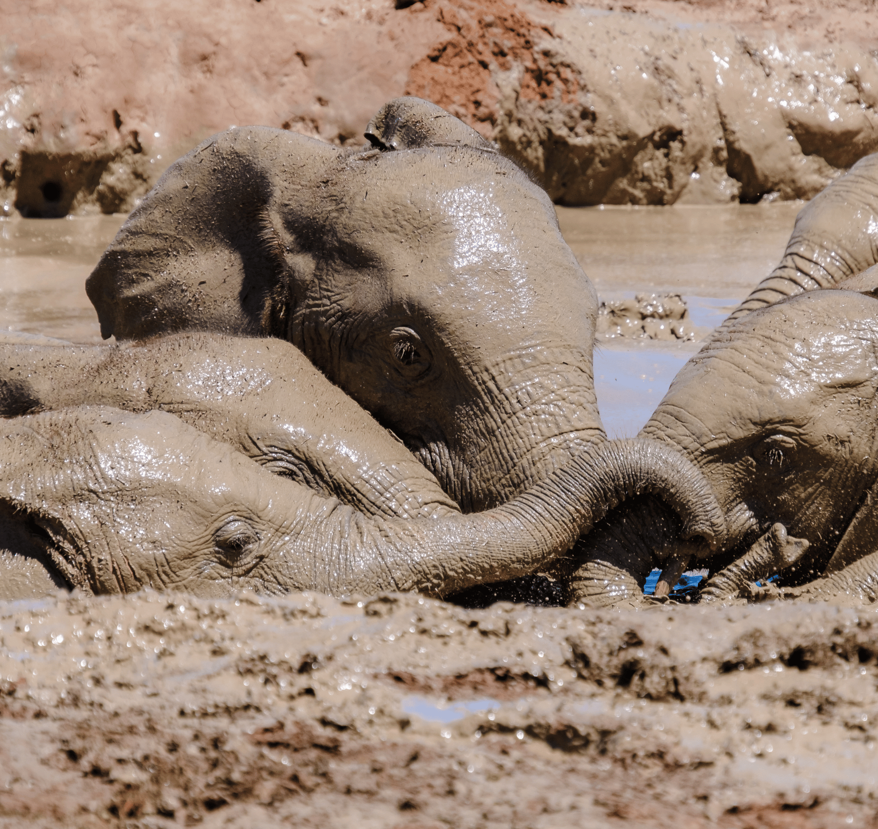 capo orientale sudafrica elefanti