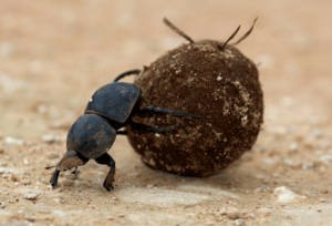 Addo Elephant National Park sudafrica