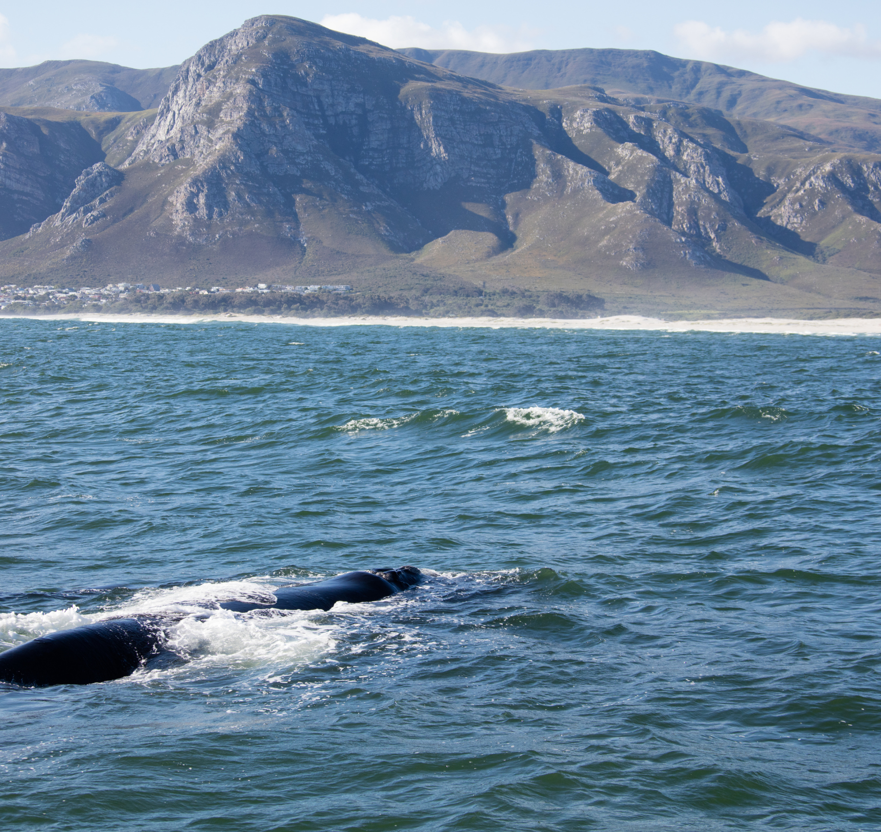 hermanus sudafrica balene
