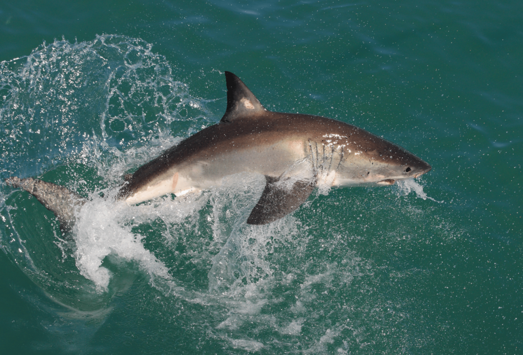 squalo sudafrica hermanus