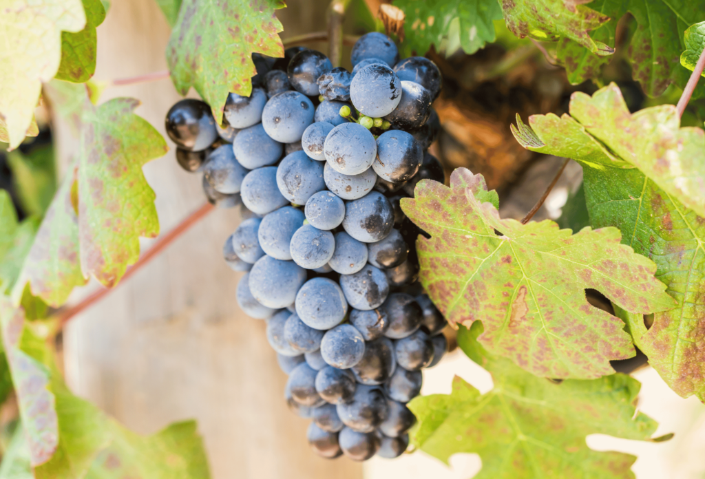 vino e gastronomia sudafrica