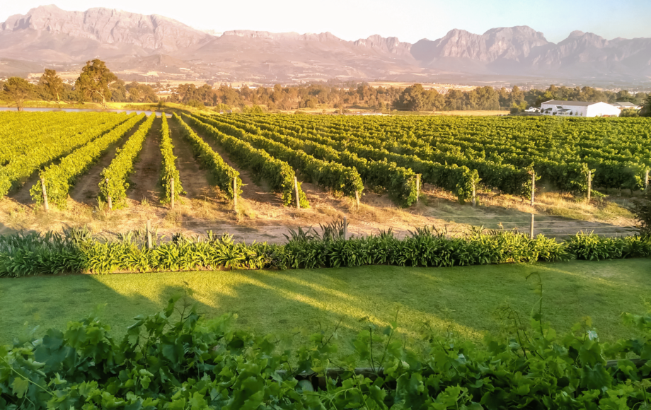 vigneti sudafrica