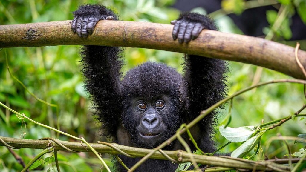 gorilla trekking in uganda