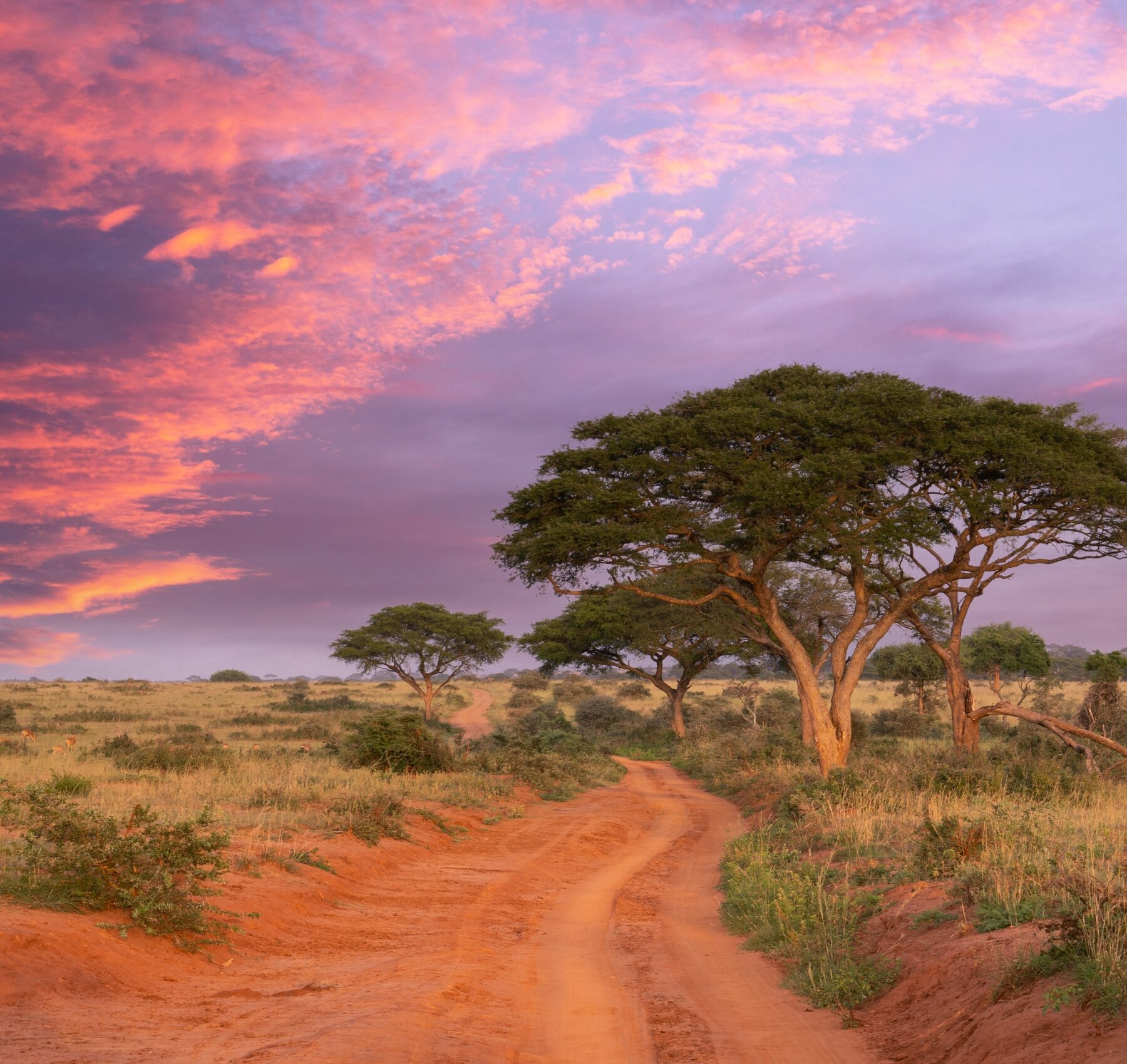 Safari in Africa