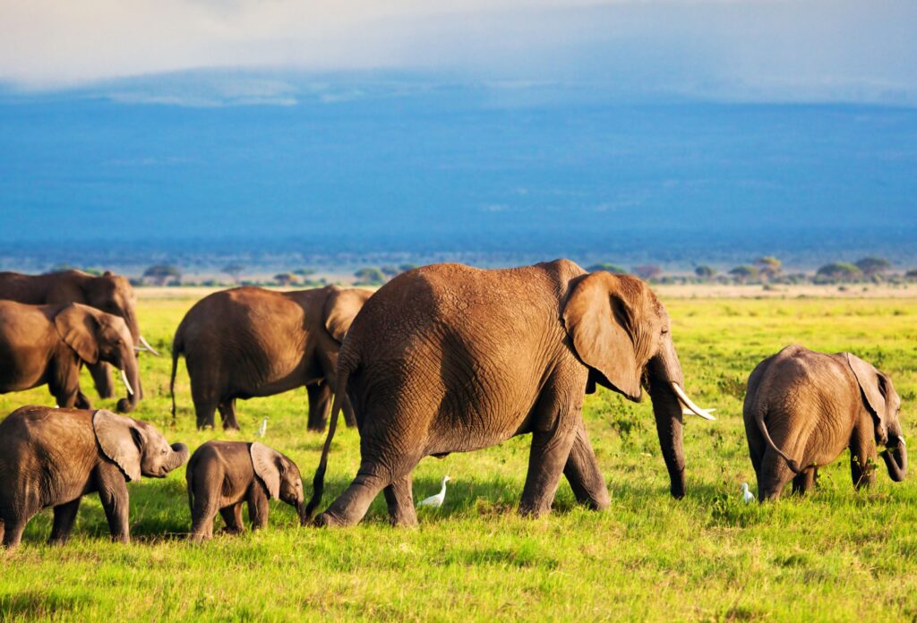 safari kenya e uganda luglio e agosto
