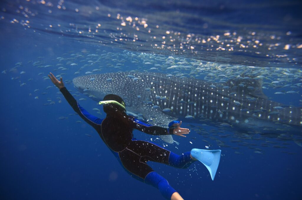 snorkeling e immersioni con gli squali balena