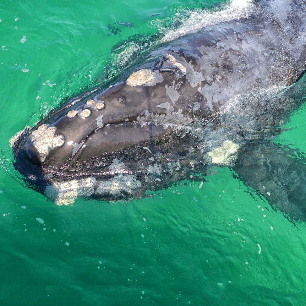 Balenottere destre meridionali