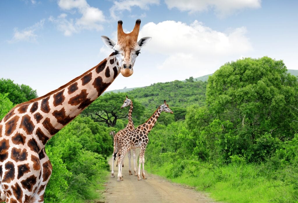 Tre giraffe su una strada circondata dal verde