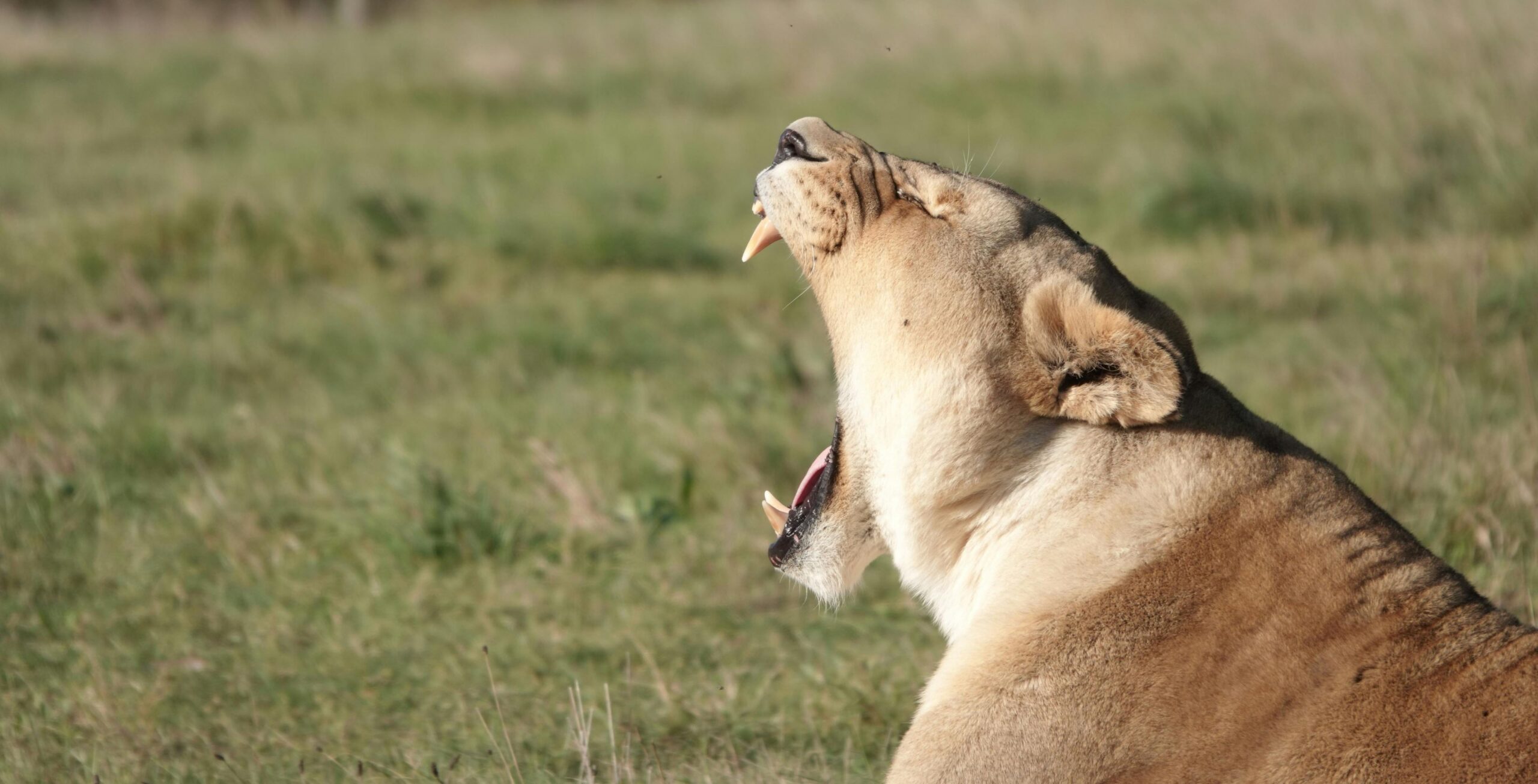 Guida dal Parco Nazionale Kruger, Ingresso Orpen a Hoedspruit