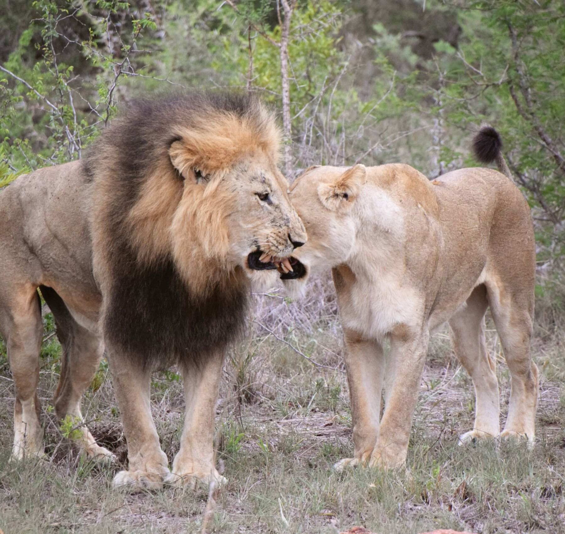 leone e leonessa vicini