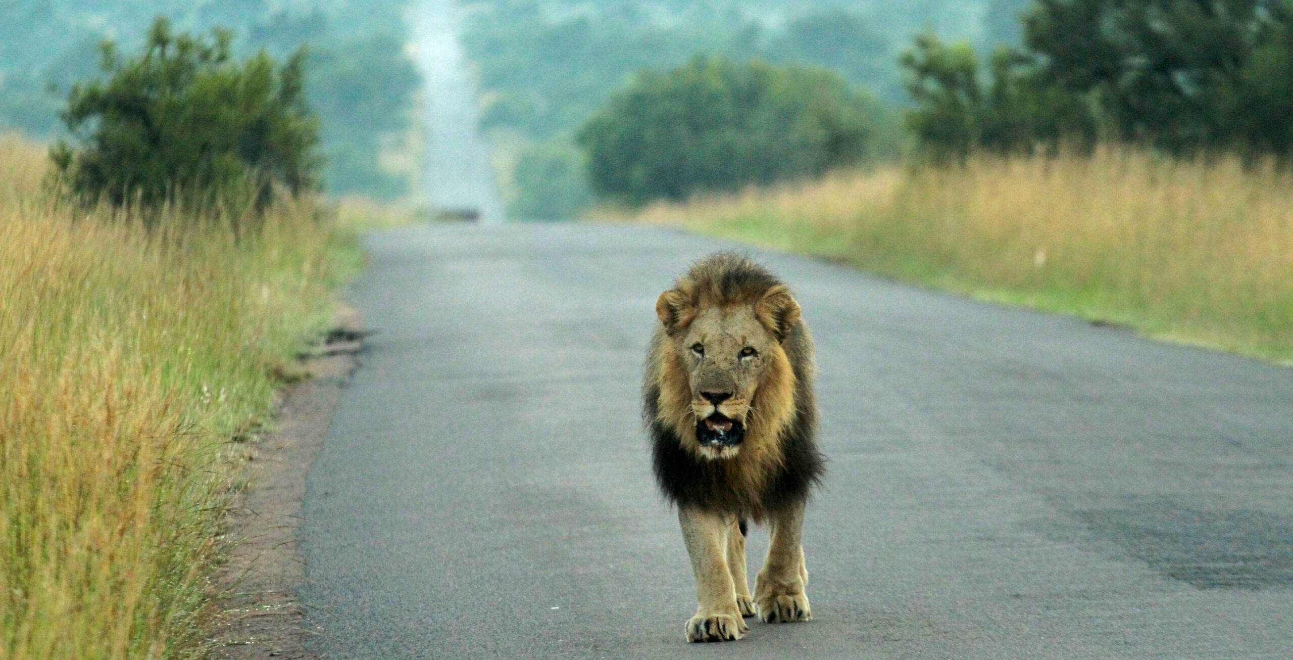 Guida da Tshwane (Pretoria) a Pilanesberg