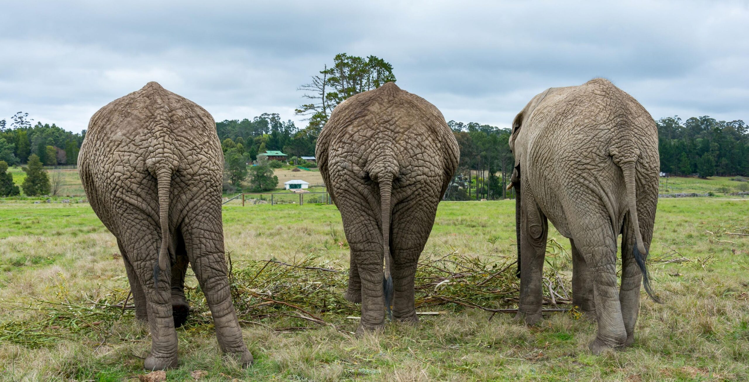 Esperienza con gli elefanti nel Knysna Elephant Park