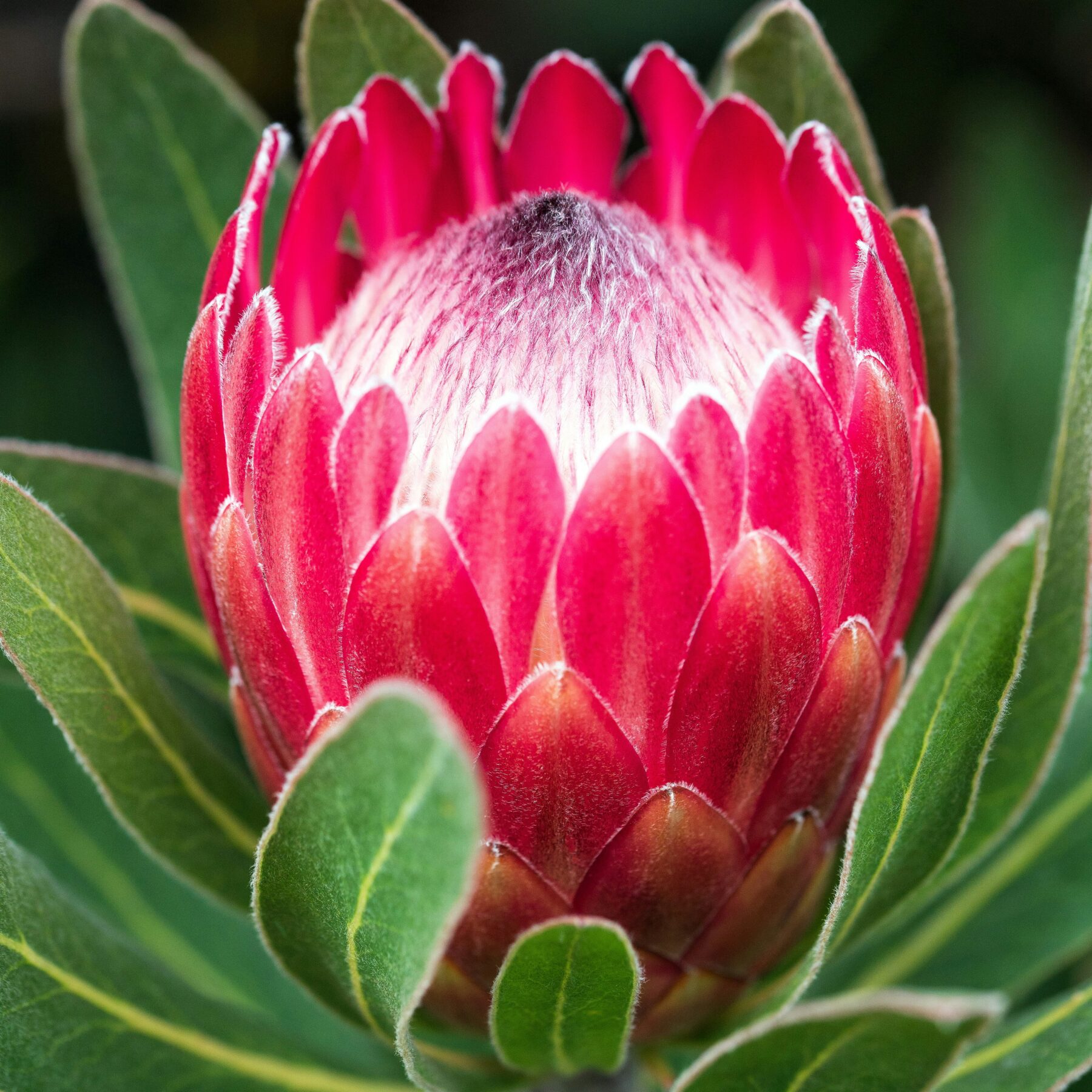 Giardino botanico nazionale di Kirstenbosch protea