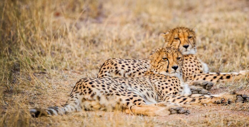 ghepardi a Khwai, Botswana